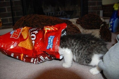 cats- paleo-diet